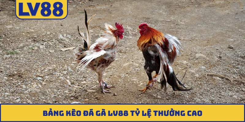 Bảng kèo đá gà LV88 tỷ lệ thưởng cao
