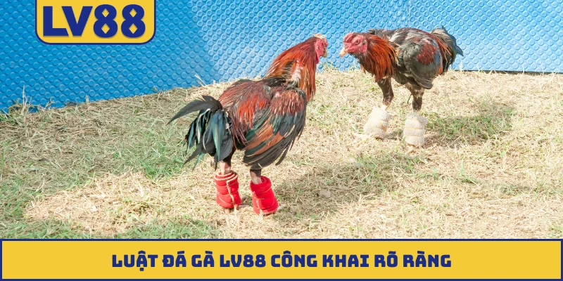 Luật đá gà LV88 công khai rõ ràng